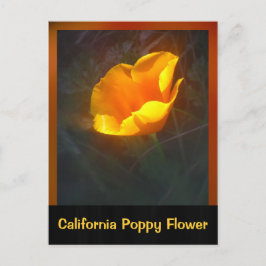 Cartão Postal Ogange California Flower