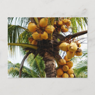 Cartão Postal Oh Coconuts
