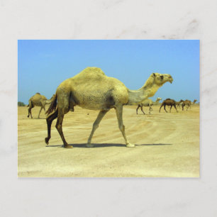 Cartão Postal Oh dia feliz - camelos no deserto
