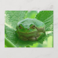 Oh dia feliz - sapo verde feche