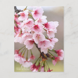 Cartão Postal Oh-kanzakura: Cherry Blossoms [Cartão postal]