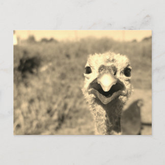 Cartão Postal Oh... Oi! -Cartão Postal