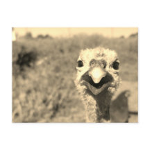 Oh... Oi! -Cartão Postal