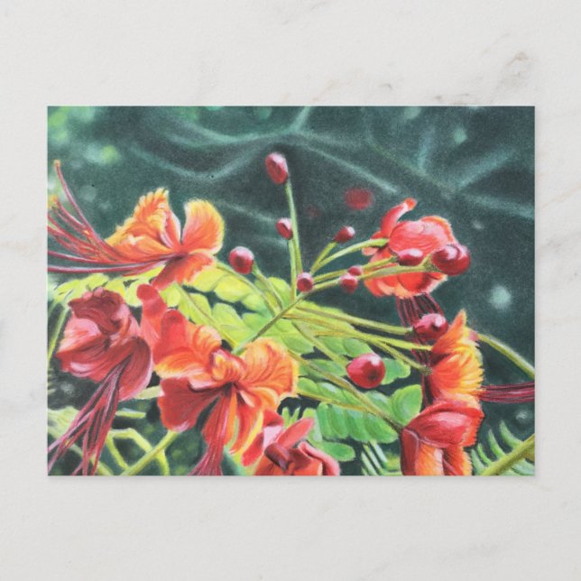 Cartão Postal Ohai Alii (Frente)