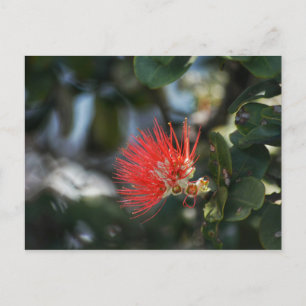 Cartão Postal Ohia Lehua Blossom