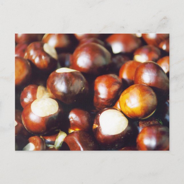 Cartão Postal Ohio Buckeyes (Frente)