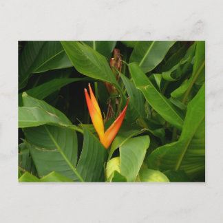 Cartão Postal Oiseau-de-Paradis - Martinica, FWI