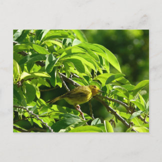 Cartão Postal Oiseau Jaune - Martinica, FWI