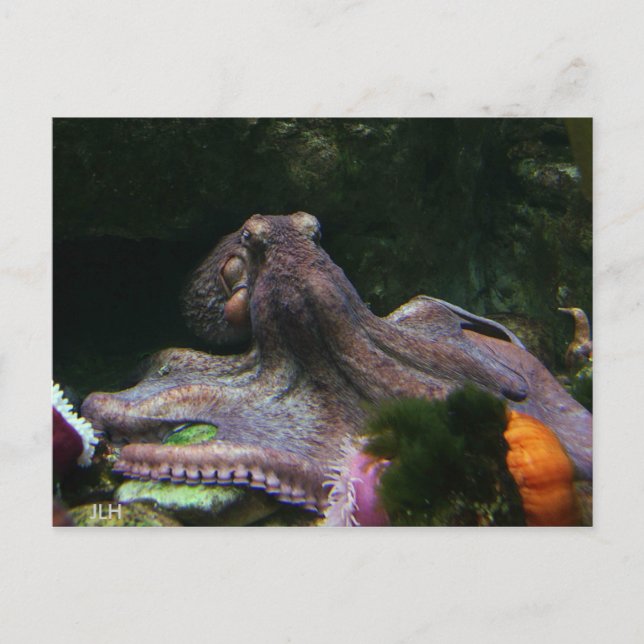 Cartão Postal Oito Maneiras De Agarrar (Frente)