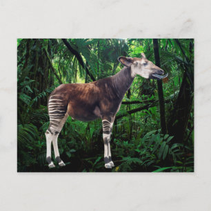 Cartão Postal Okapi