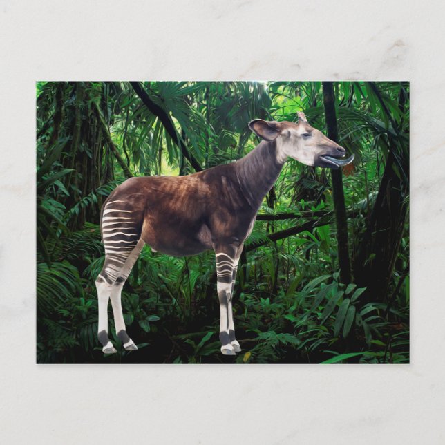 Cartão Postal Okapi (Frente)