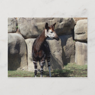 Cartão Postal okapi