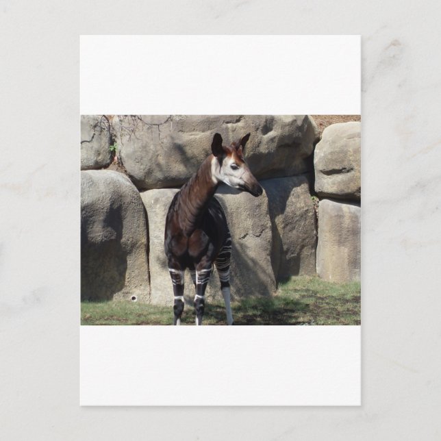 Cartão Postal okapi (Frente)