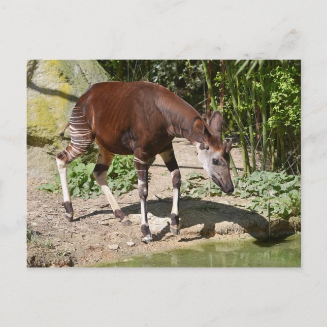 Cartão Postal Okapi perto da lagoa (Frente)