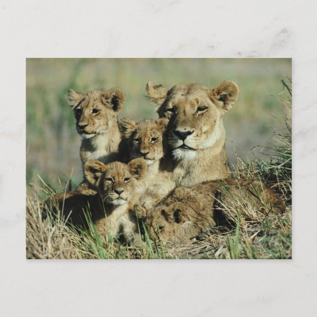 Cartão Postal Okavango Delta, Botsuana (Frente)