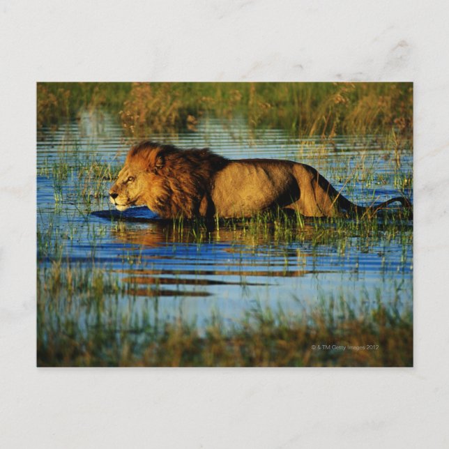 Cartão Postal Okavango Delta, Botsuana 3 (Frente)