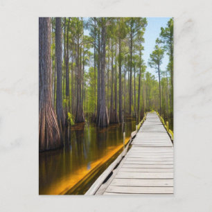 Cartão Postal Okefenokee Swamp