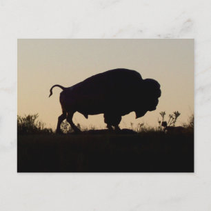Cartão Postal Oklahoma Buffalo