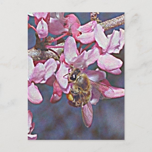 Cartão Postal Oklahoma Redbud e Honeybee (Frente)