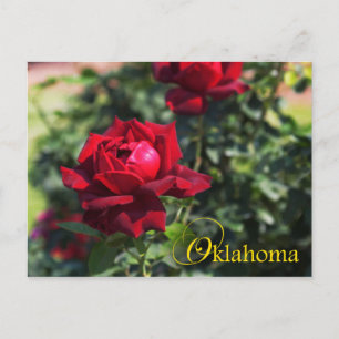 Cartão Postal Oklahoma State Flower: Oklahoma Rosa
