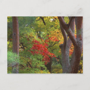 Cartão Postal Okochi Sanso, Arashiyama, Kyoto, Japão 5