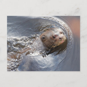 Cartão Postal Olá.