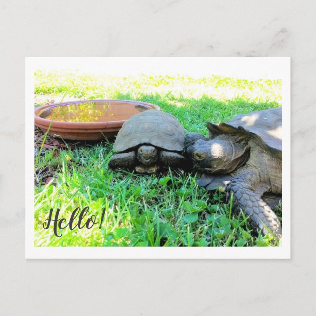 Cartão Postal Olá! (Frente)