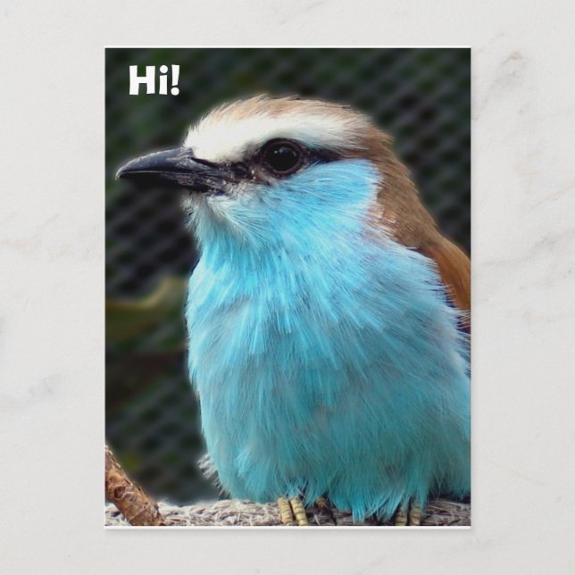 Cartão Postal Olá! (Frente)