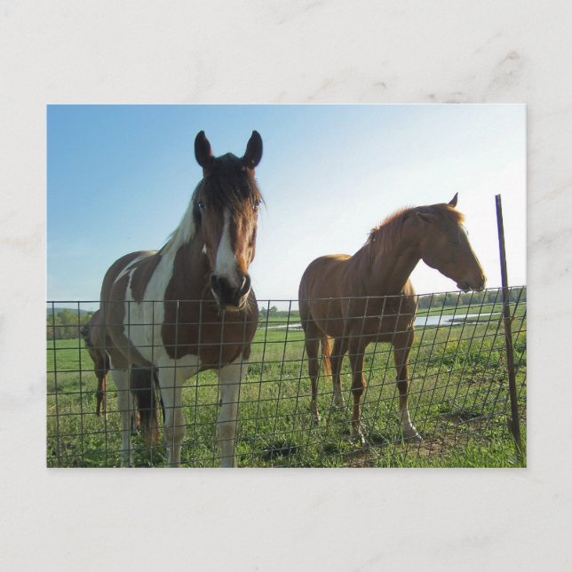 Cartão Postal Olá! (Frente)