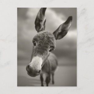 Cartão Postal Olá.