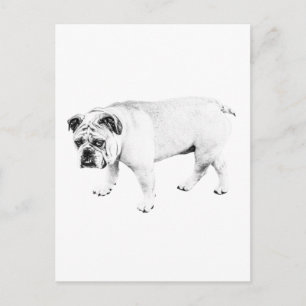 Cartão Postal Olá Amigo, Correspondência de Cachorro Pacífico