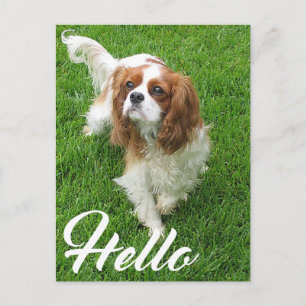 Cartão Postal Olá Cachorro de Estimação Cavalier King Charles Sp