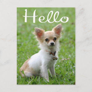Cartão Postal Olá Cachorro de Estimação Chihuahua de Cabelo Comp