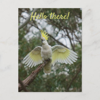 Cartão Postal Olá! Cockatoon Parrot Bird Open Wings Personalize