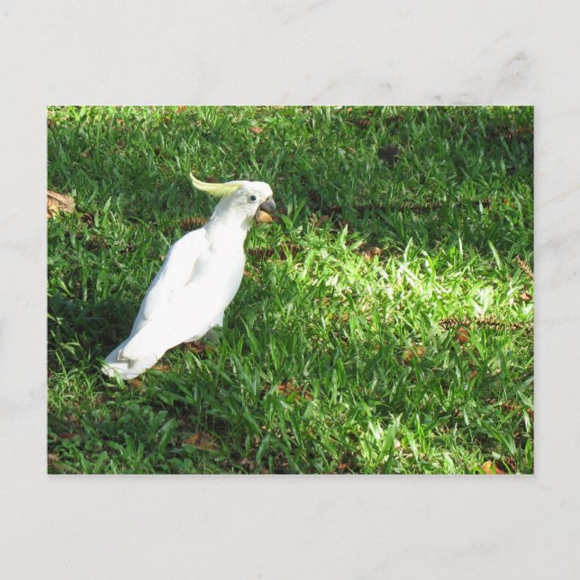 Cartão Postal Olá Cocky (Frente)