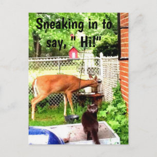 CARTÃO POSTAL OLÁ COM ANIMAIS DE BACKYARD