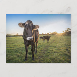 Cartão Postal Olá, disse a vaca