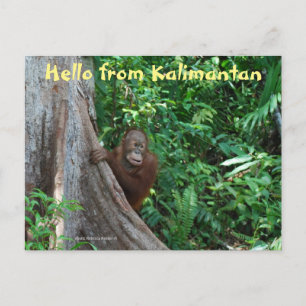 Cartão Postal Olá do Kalimantan Bornéu Indonésia