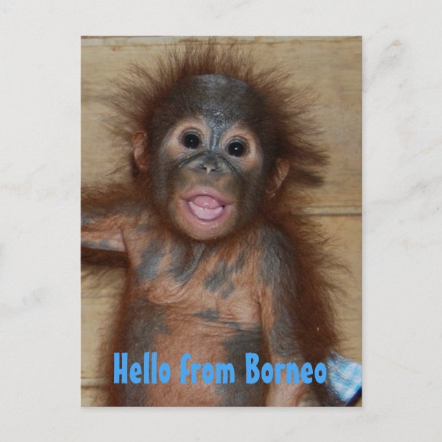 Cartão Postal Olá do Resgate Orfão Borneo Orangutan (Frente)