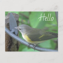 Cartão Postal Olá Foto do Pássaro Warbler fofo