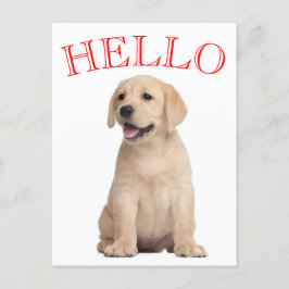 Cartão Postal Olá, Labrador Amarelo Retriever Cachorro