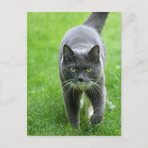 Cartão Postal Olá, meu nome é Miki