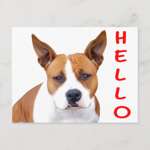 Cartão Postal Olá Postcard em Branco do Cachorro Pit Bull Filhot