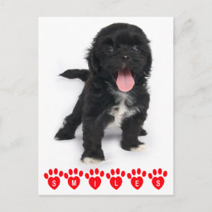 Cartão Postal Olá Smile Shiu Tzu Black E White Puppy Dog