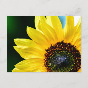 Cartão Postal Olá Sunshine Sunflower Postcard