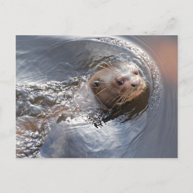 Cartão Postal Olá você (Frente)