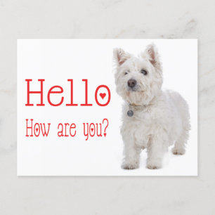 Cartão Postal Olá White West Highland Terrier Puppy Dog