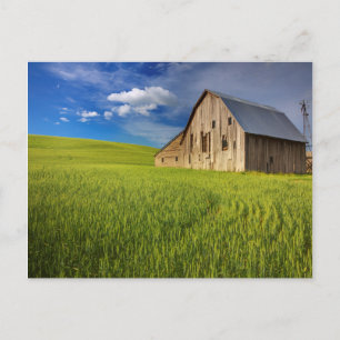 Cartão Postal Old Barn in Field of Spring Wheat