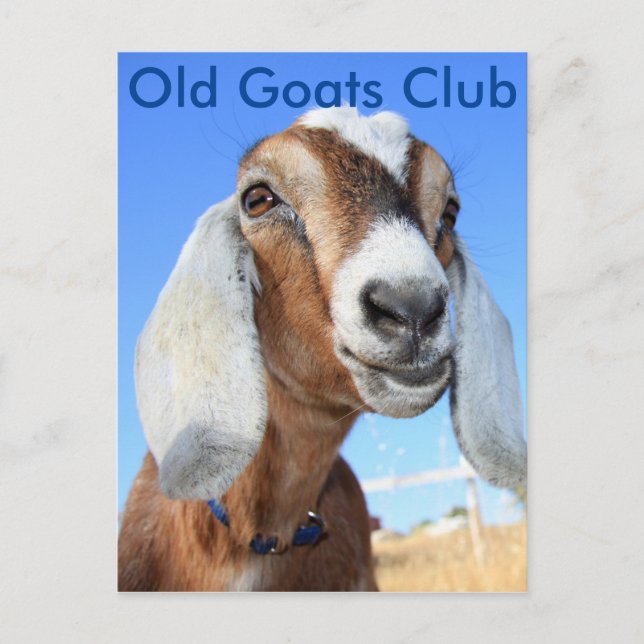 Cartão Postal Old Goats Club (Frente)