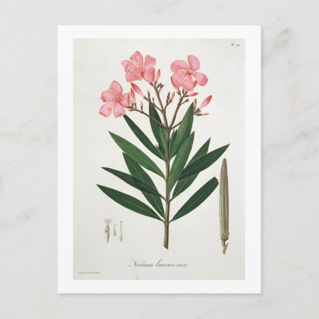 Cartão Postal Oleander de 'Phytographie Medicale' por Joseph Ro (Frente)